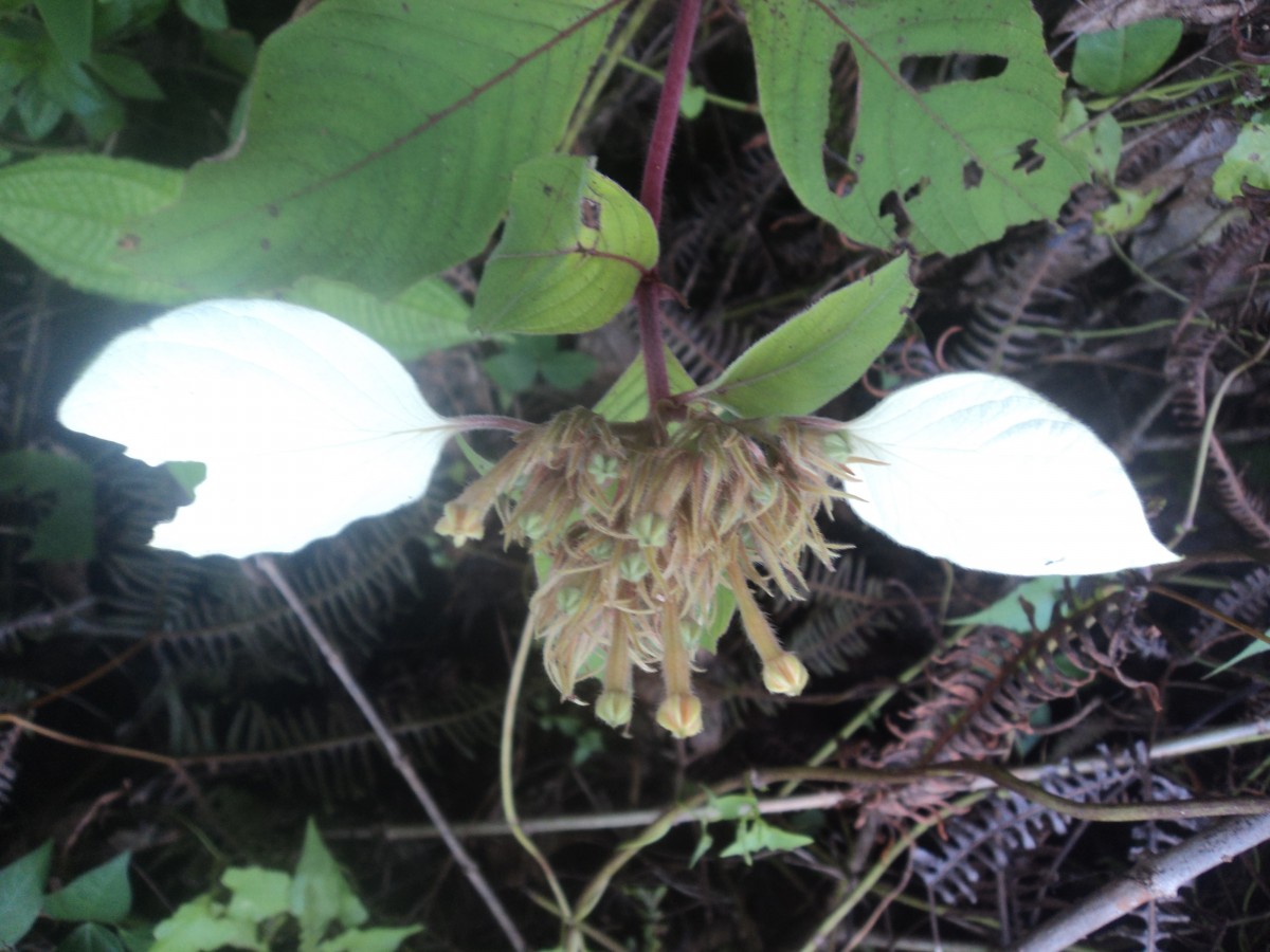 Mussaenda frondosa L.